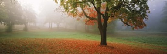 Trees in a park Djurgarden Stockholm Sweden Canvas Art - Panoramic Images (36 x 12)