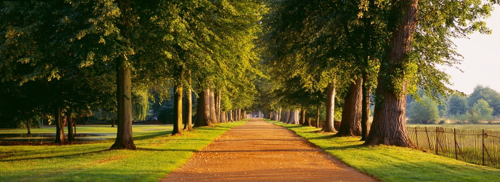 Trees in a park Oxford Oxfordshire England Canvas Art - Panoramic Images (27 x 9)