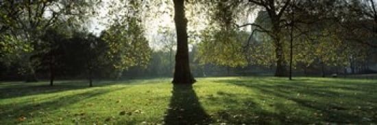 Trees in a park St Jamess Park Westminster London England Canvas Art - Panoramic Images (36 x 12)