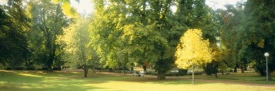 Trees in a park Wiesbaden Rhine River Germany Canvas Art - Panoramic Images (36 x 12)
