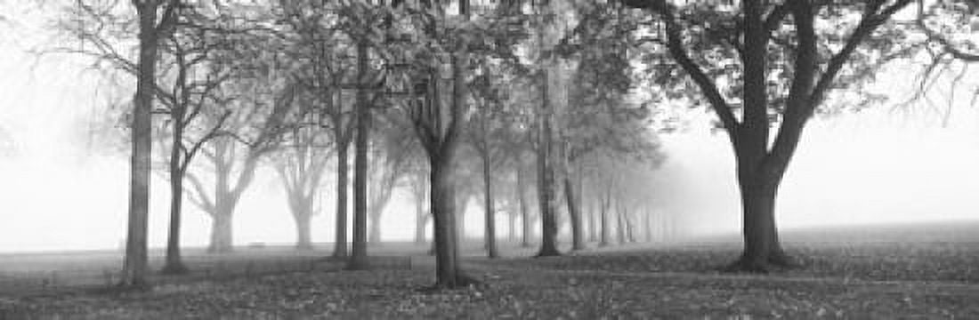 Trees in a park during fog Wandsworth Park Putney London England Canvas Art - Panoramic Images (18 x 6)