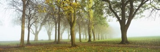 Trees in a park during fog Wandsworth Park Putney London England Canvas Art - Panoramic Images (36 x 12)