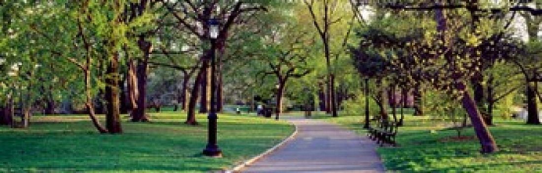 Trees in a public park Central Park Manhattan New York City New York State USA Canvas Art - Panoramic Images (18 x 6)