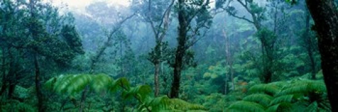 Trees in a rainforest Hawaii Volcanoes National Park Big Island Hawaii USA Canvas Art - Panoramic Images (36 x 12)