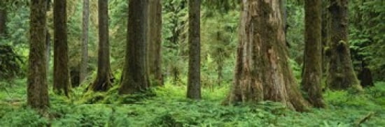 Trees in a rainforest Hoh Rainforest Olympic National Park Washington State USA Canvas Art - Panoramic Images (36 x 12)
