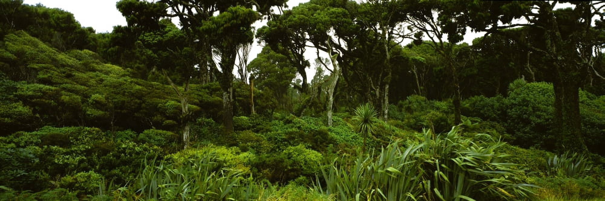 Trees in a rainforest West Coast South Island New Zealand Canvas Art - Panoramic Images (27 x 9)