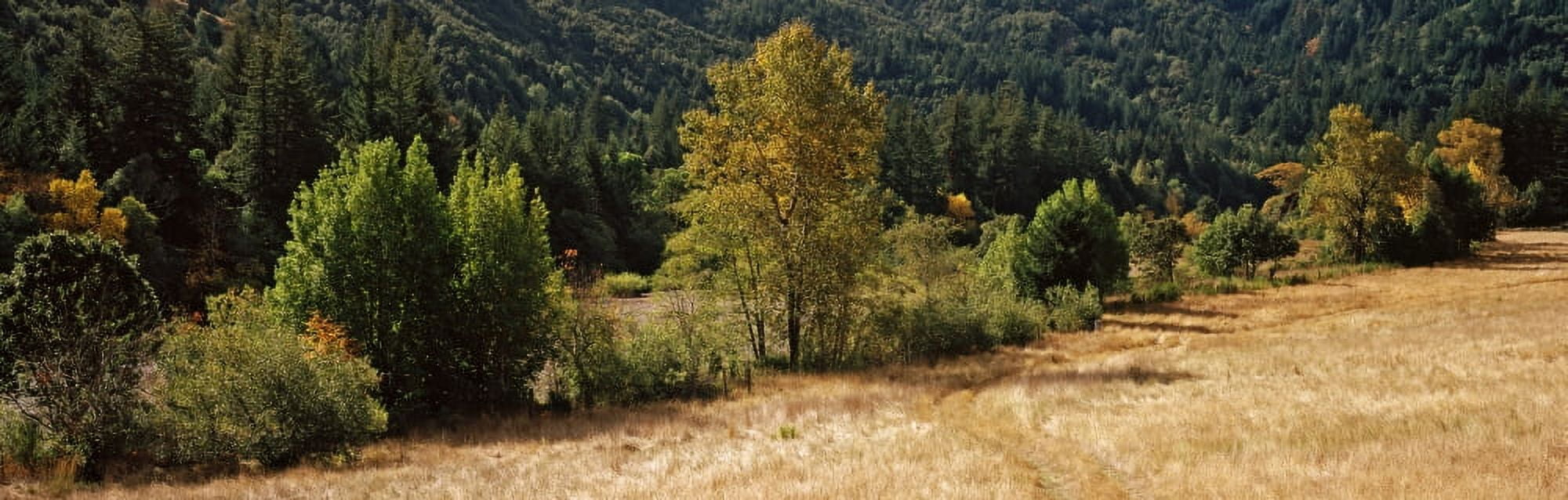 Trees in a row on a hill Mattole Valley Oregon USA Canvas Art - Panoramic Images (27 x 9)