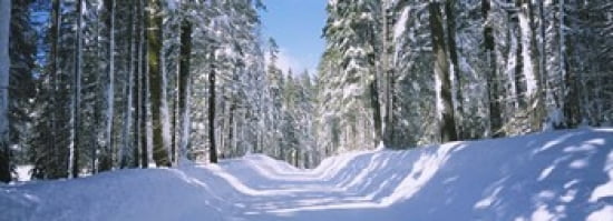 Trees in a row on both sides of a snow covered road Crane Flat Yosemite National Park California USA Canvas Art - Panoramic Images (36 x 13)