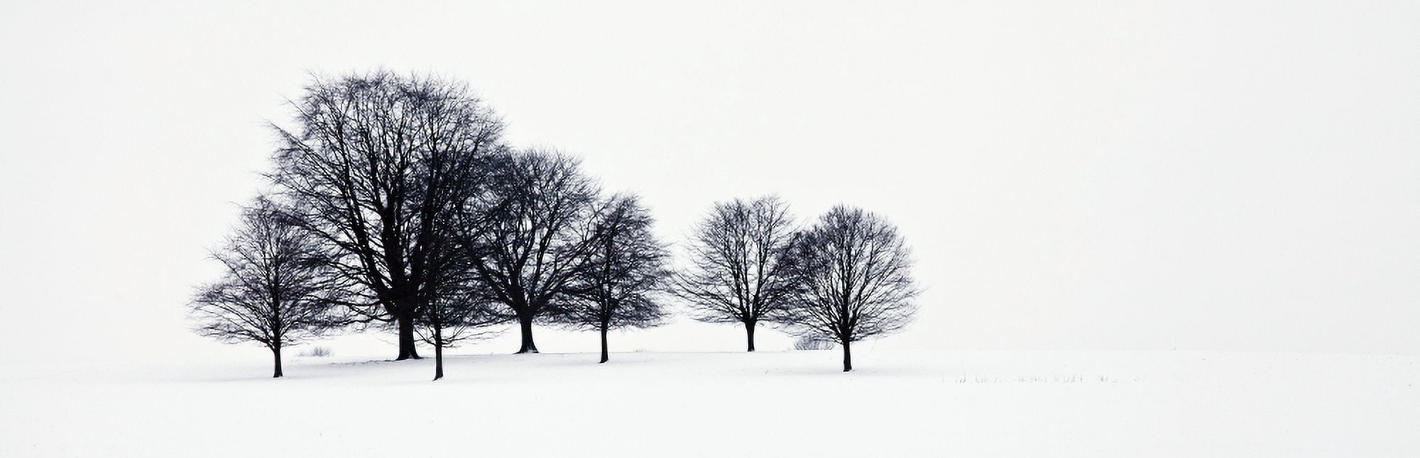 Trees in a snowy field in chatsworth parkDerbyshire england Canvas Art - John Doornkamp Design Pics (37 x 12)