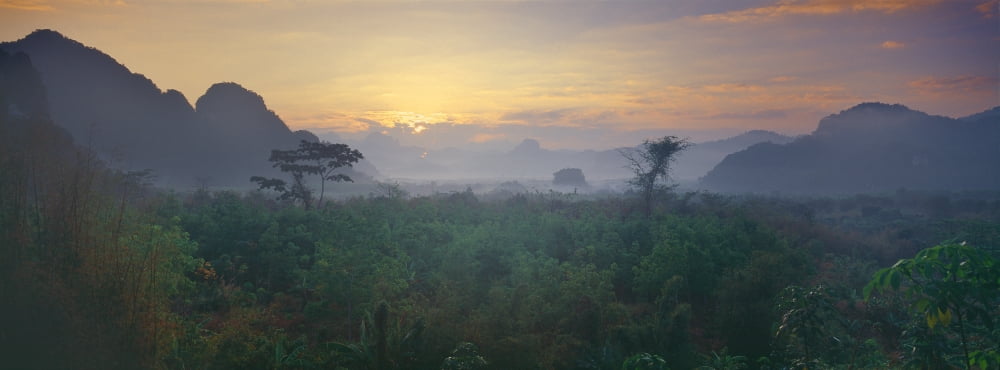 Trees in a valley Kao Sok National Park Surat Thani Province Thailand Canvas Art - Panoramic Images (36 x 12)