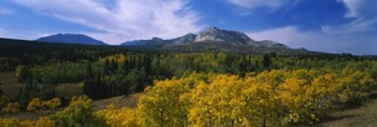 Trees in a valley Waterton Lakes National Park Alberta Canada Canvas Art - Panoramic Images (36 x 12)