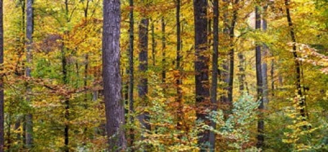Trees in autumn Baden-Wurttemberg Germany Canvas Art - Panoramic Images (24 x 12)