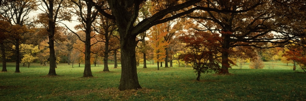 Trees in autumn Canvas Art - Panoramic Images (6 x 18)