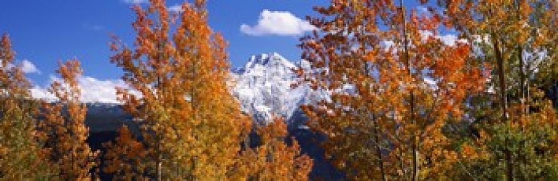Trees in autumn Colorado USA Canvas Art - Panoramic Images (18 x 6)