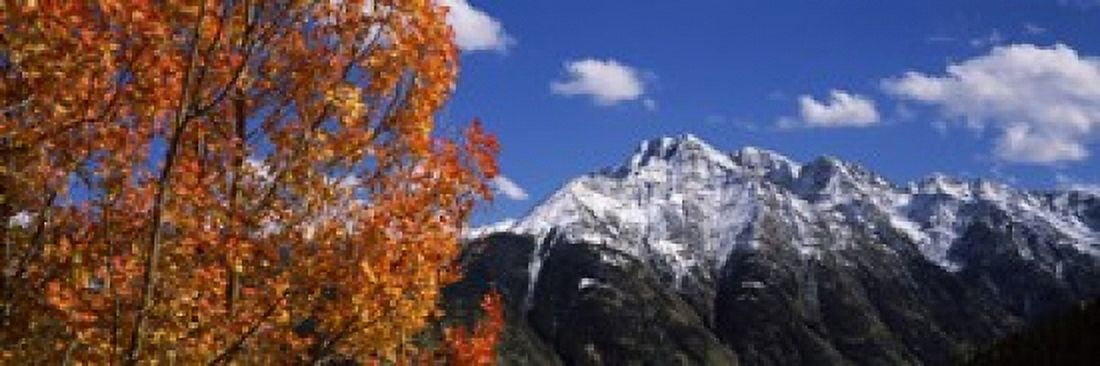 Trees in autumn Colorado USA Canvas Art - Panoramic Images (18 x 6)