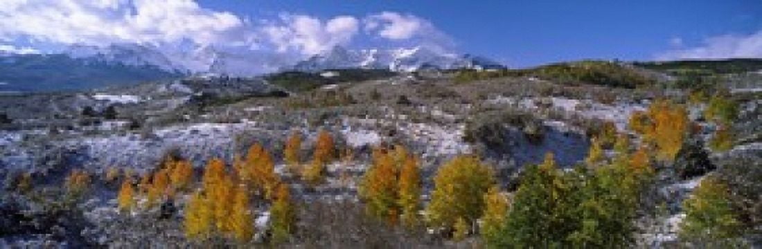 Trees in autumn Colorado USA Canvas Art - Panoramic Images (18 x 6)