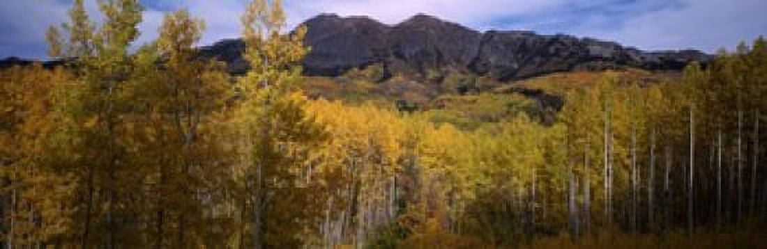 Trees in autumn Colorado USA Canvas Art - Panoramic Images (36 x 12)