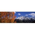 thumbnail image 1 of Trees in autumn, Colorado, USA Poster Print (36 x 12), 1 of 1