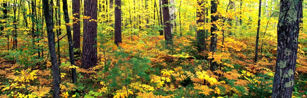 Trees in autumn Copper Falls State Park Mellen Ashland County Wisconsin USA Canvas Art - Panoramic Images (36 x 12)