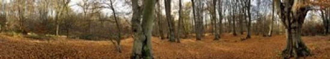 Trees in autumn Epping Forest Essex England Canvas Art - Panoramic Images (44 x 8)
