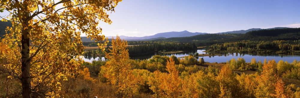 Trees in autumn Grand Teton National Park Wyoming USA Canvas Art - Panoramic Images (6 x 18)