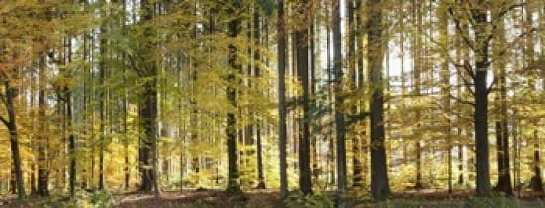 Trees in autumn Hohenlohe Baden-Wurttemberg Germany Canvas Art - Panoramic Images (15 x 6)