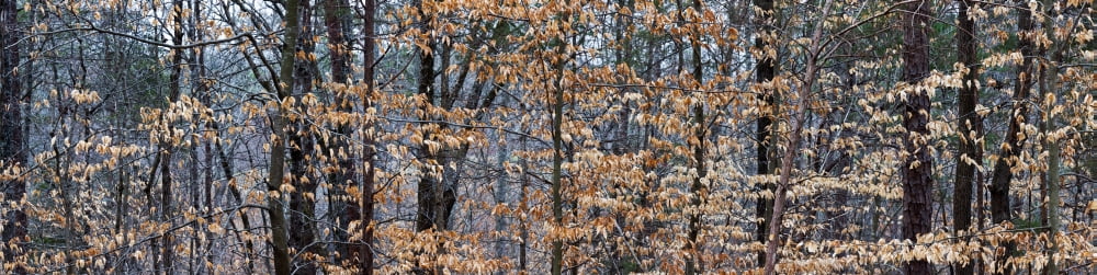 Trees in autumn Lewisville Forsyth County North Carolina USA Canvas Art - Panoramic Images (27 x 9)