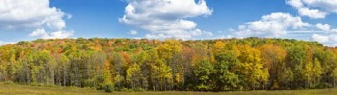 Trees in autumn New York State USA Canvas Art - Panoramic Images (20 x 6)