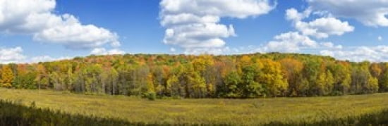 Trees in autumn New York State USA Canvas Art - Panoramic Images (36 x 12)