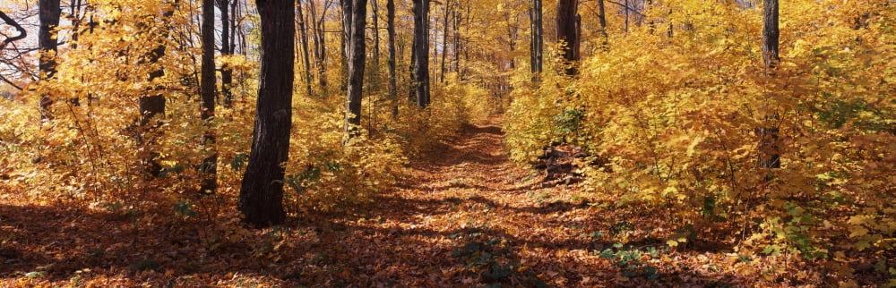 Trees in autumn Stowe Lamoille County Vermont USA Canvas Art - Panoramic Images (12 x 36)