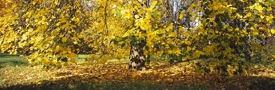 Trees in autumn Stuttgart Baden-Wurttemberg Germany Canvas Art - Panoramic Images (36 x 12)