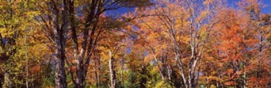 Trees in autumn Vermont USA Canvas Art - Panoramic Images (36 x 12)
