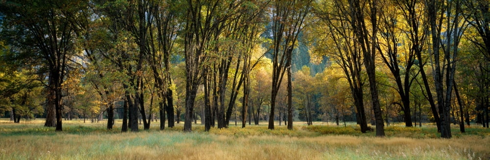 Trees in autumn Yosemite Valley Yosemite National Park California USA Canvas Art - Panoramic Images (12 x 36)