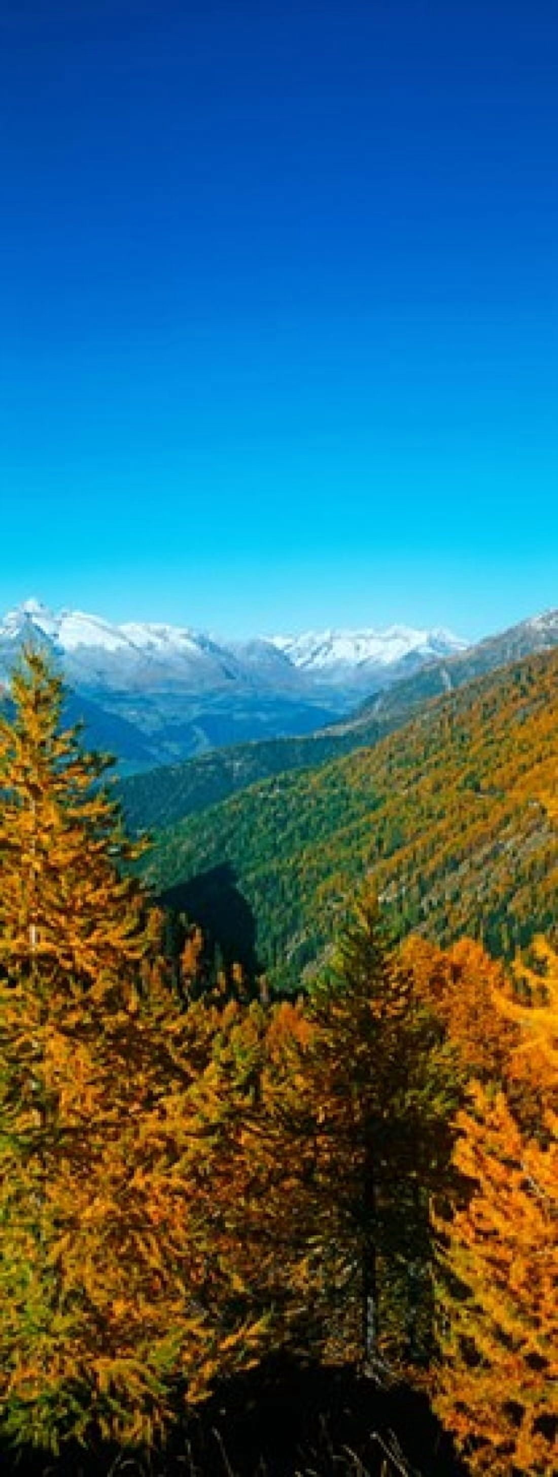 Trees in autumn at Simplon Pass Valais Canton Switzerland Canvas Art - Panoramic Images (15 x 6)