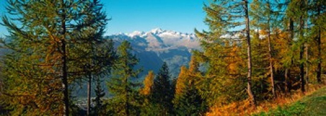 Trees in autumn at Simplon Pass Valais Canton Switzerland Canvas Art - Panoramic Images (36 x 13)
