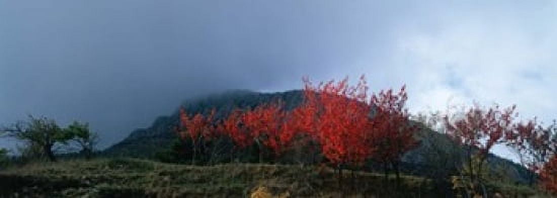 Trees in autumn at dusk Provence-Alpes-Cote dAzur France Canvas Art - Panoramic Images (18 x 7)