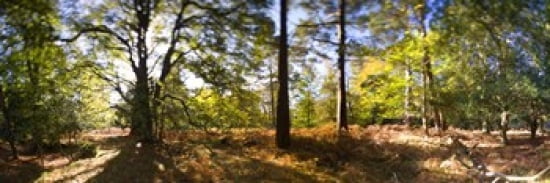 Trees in autumn at sunset New Forest Hampshire England Canvas Art - Panoramic Images (36 x 12)