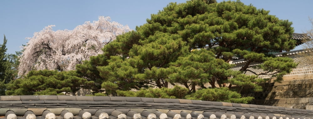 Trees in bloom at Changdeokgung Palace Seoul South Korea Canvas Art - Panoramic Images (12 x 30)