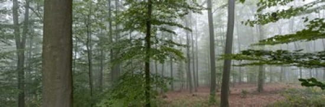Trees in fog Trier Rhineland-Palatinate Germany Canvas Art - Panoramic Images (18 x 6)