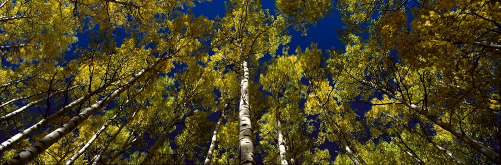 Trees in forest Canvas Art - Panoramic Images (27 x 9)