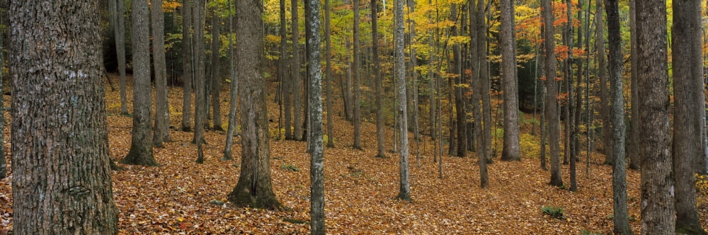 Trees in forest Smoky Mountains National Park North Carolina USA Canvas Art - Panoramic Images (36 x 12)