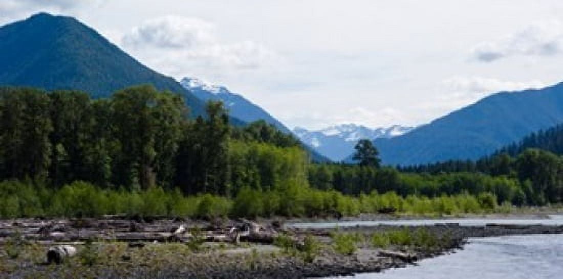 Trees in front of mountains in Quinault Rainforest Olympic National Park Washington State USA Canvas Art - Panoramic Images (24 x 12)