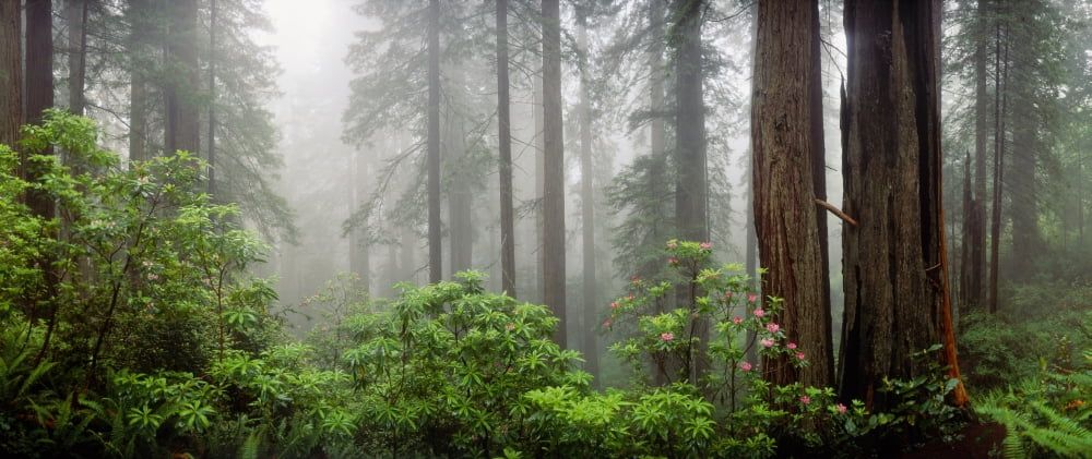 Trees in misty forest Canvas Art - Panoramic Images (13 x 30)