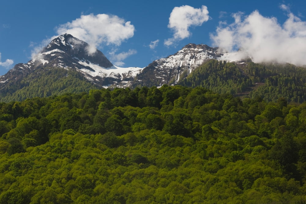 Trees in mountain landscape Carousel Mountain Krasnaya Polyana Sochi Caucasus Mountains Russia Canvas Art - Panoramic Images (27 x 9)