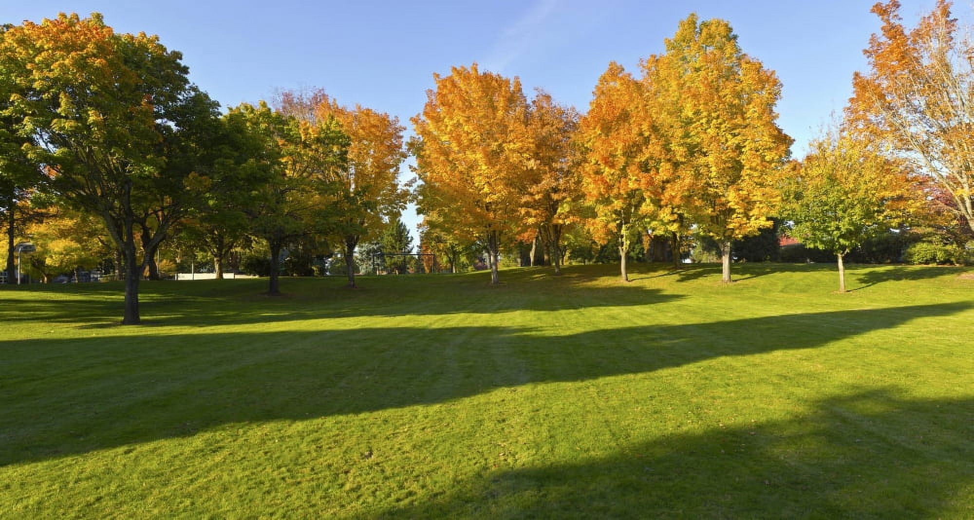 Trees in public park Gresham Multnomah County Oregon USA Canvas Art - Panoramic Images (17 x 9)