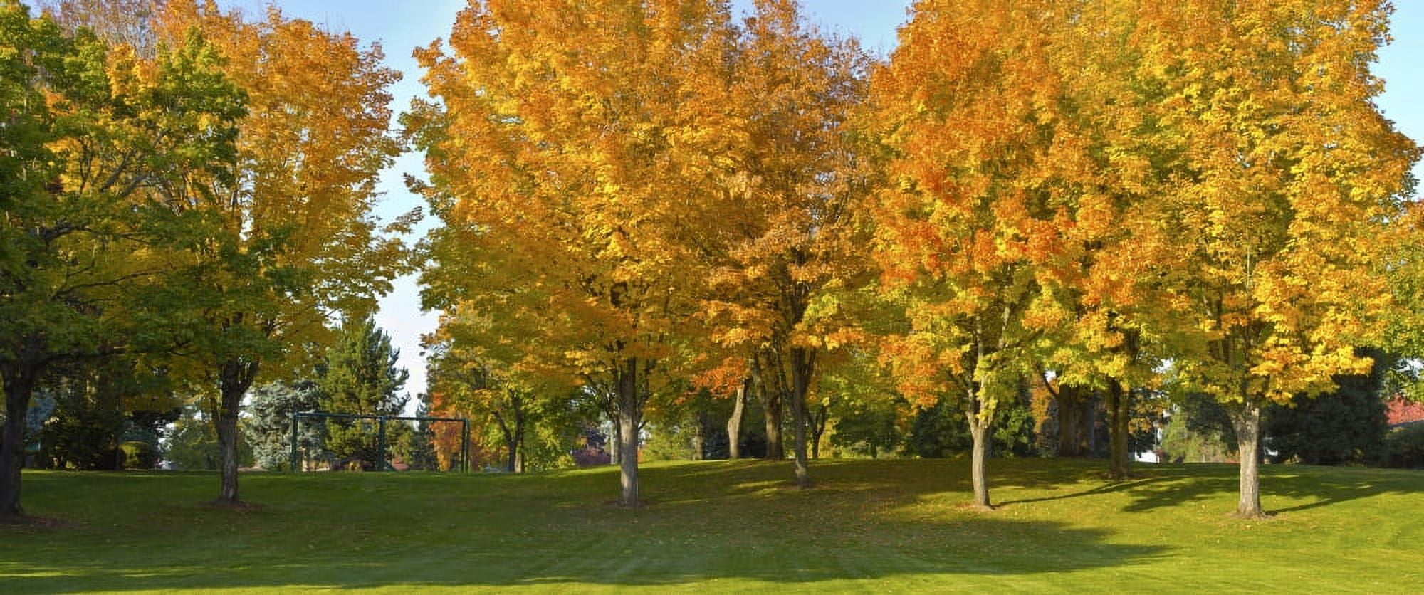 Trees in public park Gresham Multnomah County Oregon USA Canvas Art - Panoramic Images (27 x 9)