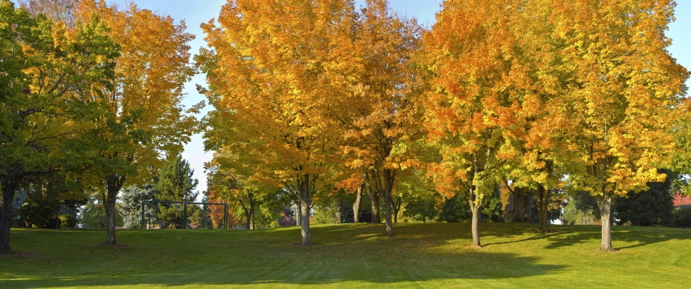 Trees in public park Gresham Multnomah County Oregon USA Canvas Art - Panoramic Images (36 x 12)