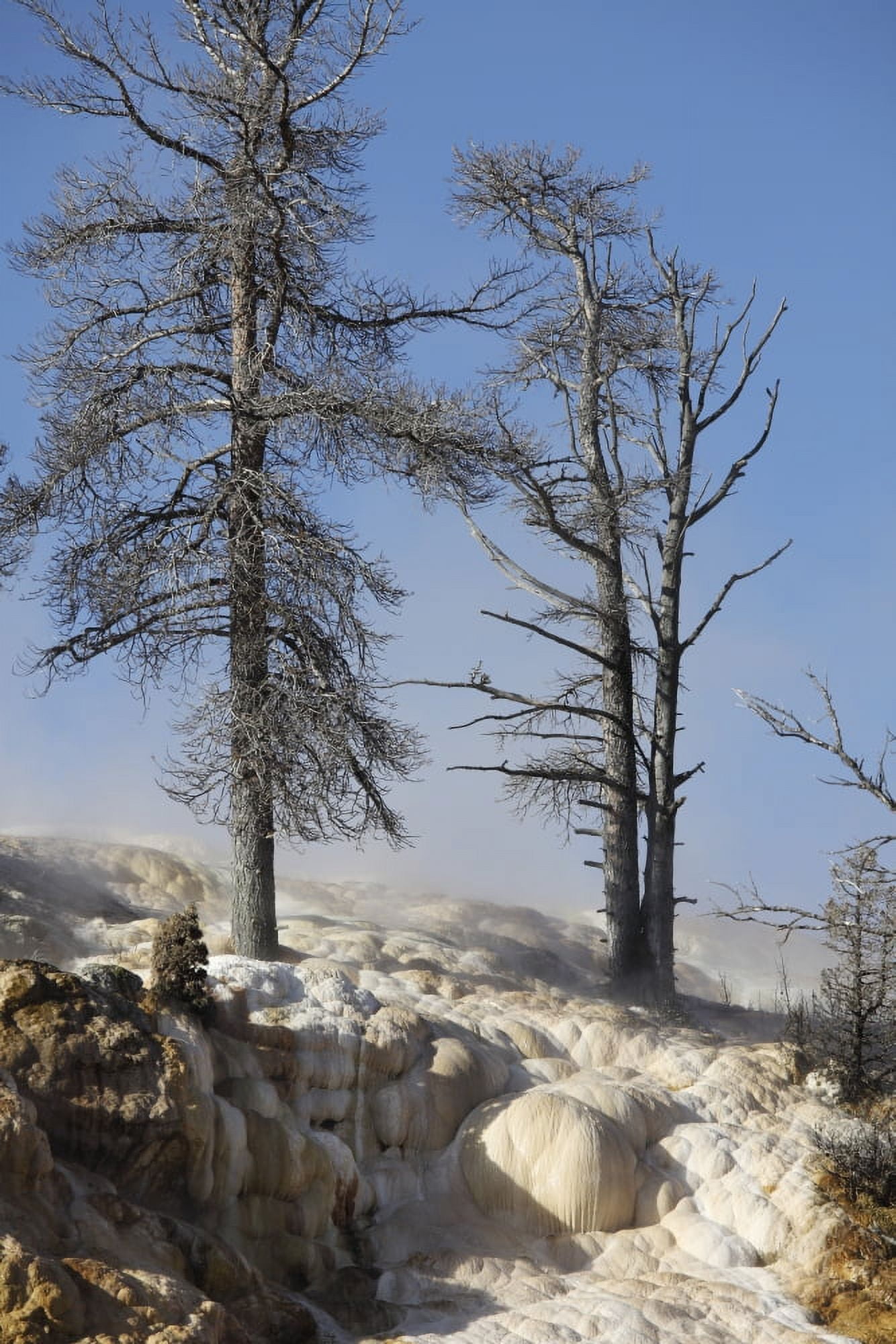 Trees in sinter terraces near Palette Spring Yellowstone National Park Canvas Art - Richard RoscoeStocktrek Images (12 x 18)