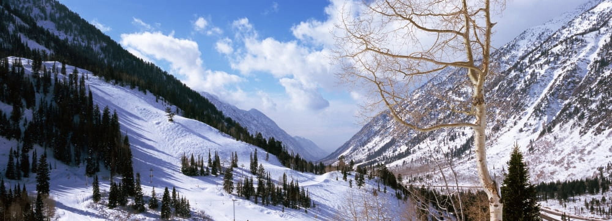 Trees in snow Snowbird Ski Resort Utah USA Canvas Art - Panoramic Images (27 x 9)