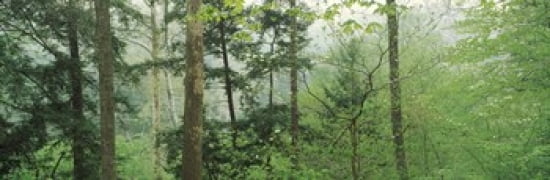 Trees in spring forest Turkey Run State Park Parke County Indiana USA Canvas Art - Panoramic Images (36 x 12)